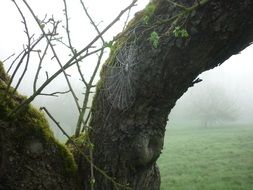 cobweb on tree trunk
