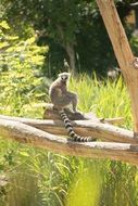 lemur with a striped tail on a branch