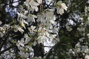 blooming white magnolia