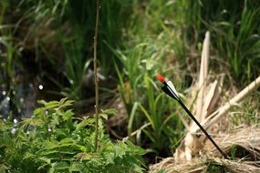 Arrow in grass