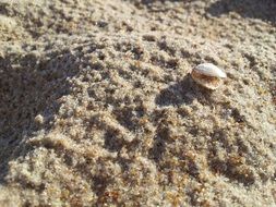 shell on the sandy beach