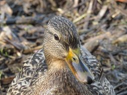 brown spotted duck in the wild close-up