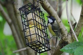 attractive small tit bird