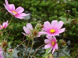 Spring flowers in a meadow