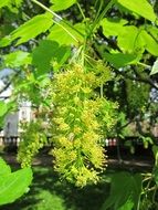 flowering maple tree