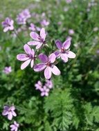 most beautiful purple green flower