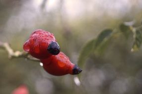 Raindrops on the rosehips in autumn