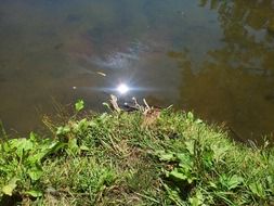 pond shore in summer
