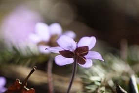 purple flower of spring plant