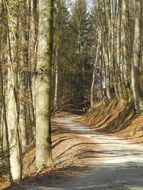 forest path through the trees