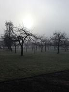 WInter forest in fog