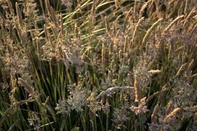 yellow grasses nature meadow