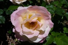 garden rose in the rays of sunshine
