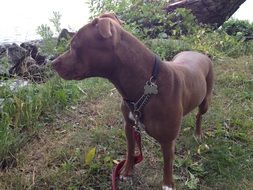 picture of the brown dog is on a meadow