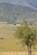 green tree near a field in spain