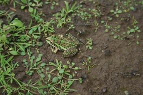 green toad in the wild