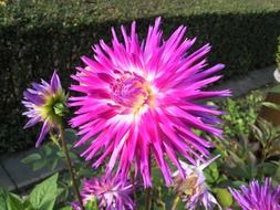 purple dahlias on the flowerbed