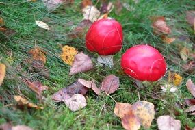 two new fly agarics in grass