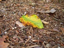 green leaf on the ground