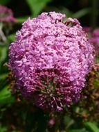 inflorescence of lilac closeup