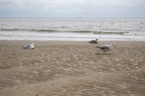 wonderful north sea beach