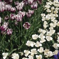tulips in garden