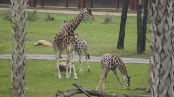 giraffe wildlif. safari