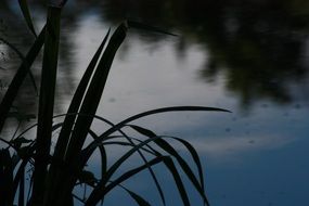 swamp grass along the lake