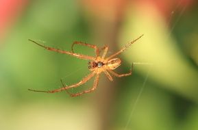 orange spider on its cobweb close-up on blurred background