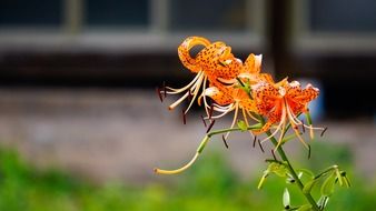 orange lily on nature