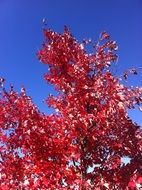 extraordinarily beautiful red leaves