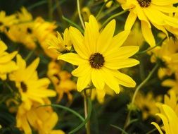 yellow flowers sunflower maximilian