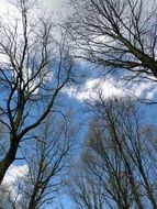 Clouds on the forest