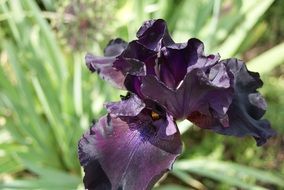 dark purple iris flower