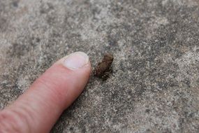 tiny frog on a rock