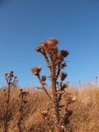 thistle in Sardinia