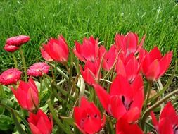 bright red tulips on a green field