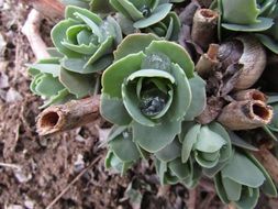 perennial plant on the ground