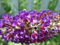 butterfly bush flowers, buddleja davidii