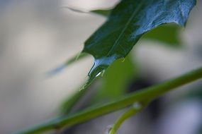 leaves green spring plant