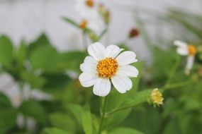 white flower in nature