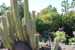 desert cacti in africa