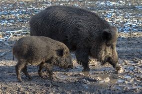 family of wild boars in the forest