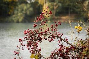 Beautiful view with red berries above the lake