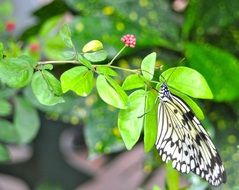 black white butterfly on a flowering bush