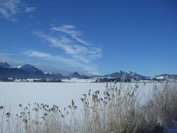 dry grass against a frozen lake