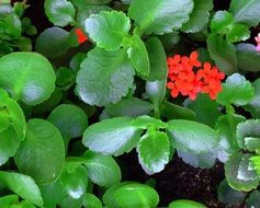 geranium flower on a green bush