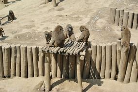 monkeys on a log fence