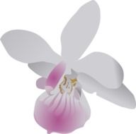 drawing a delicate white orchid