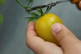 to cut a yellow tomato